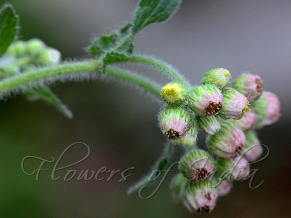 Eschenbachia japonica - Japanese Fleabane